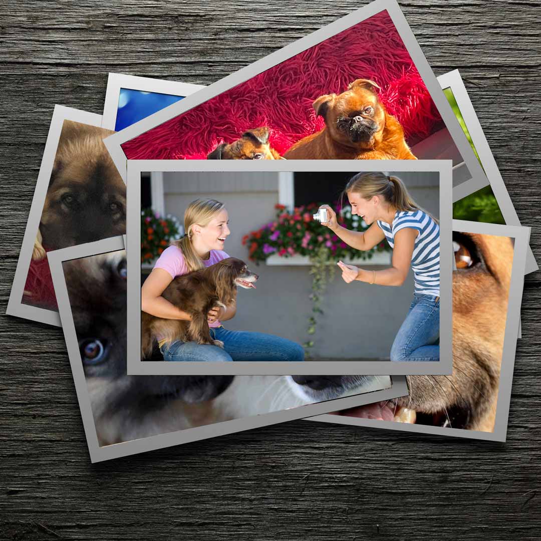 Dog Photography